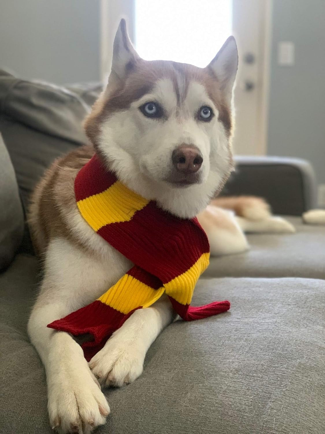 Red Yellow Striped Scarf Dog Costume - X Large Medium Small French Lab Clothes Cosplay Halloween Costumes, M, Red