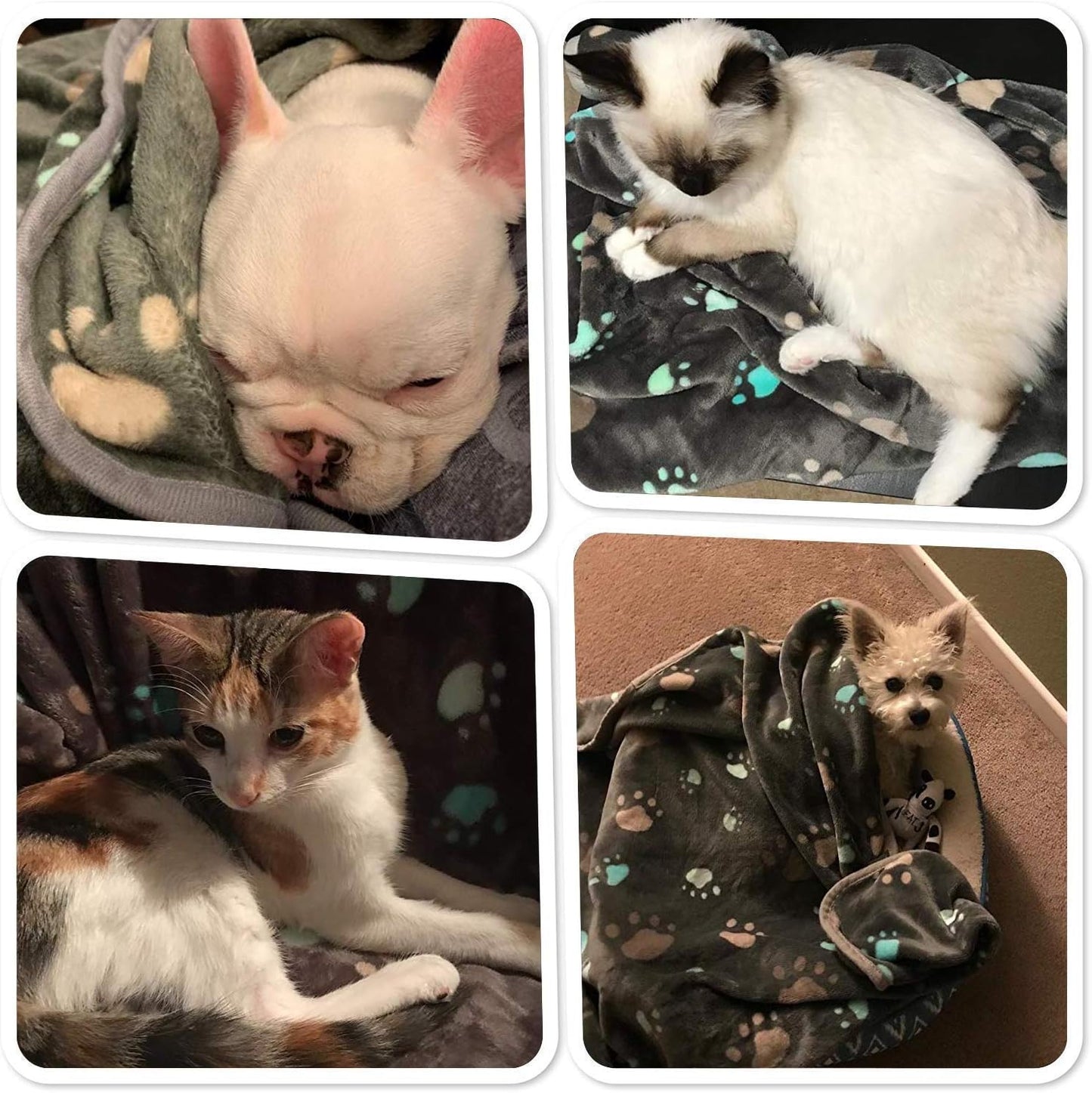 350 Gsm-Super Soft and Premium Fuzzy Flannel Fleece Pet Dog Blanket, the Cute Print Design Washable Fluffy Blanket for Puppy Cat Kitten Indoor Outdoor, Grey, 40 X 32 Inches