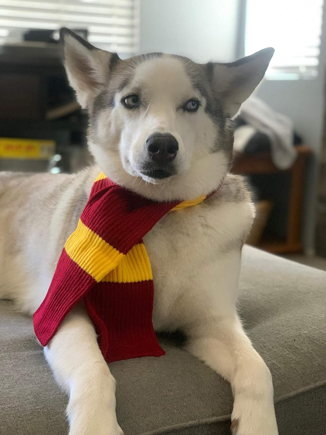 Red Yellow Striped Scarf Dog Costume - X Large Medium Small French Lab Clothes Cosplay Halloween Costumes, M, Red